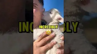 This Is The Tiniest Sheep Breed! 🤔🤔 #shorts