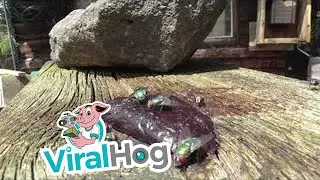 Hungry Hornet Hunting Flies || ViralHog