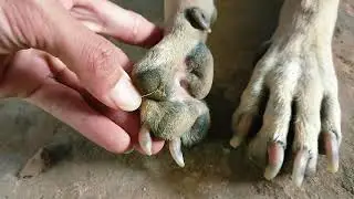 OH! My poor dog, funny dog