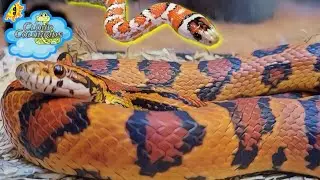 My Snake Collection 2023: Feeding My  Breeder Snakes