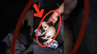 От брошенного до любимого: посмотрите невероятное спасение этого щенка!