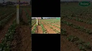 Sujay Irrigations Pvt Ltd - Odisha #agriculture#Irrigation