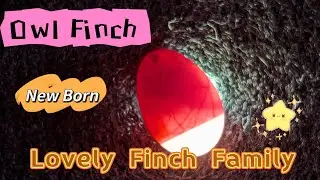 Owl Finch Egg Artificial Hatching 20241023