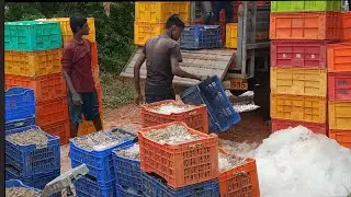 Shrimp Harvesting and Packaging at evening time Part 1 ##harvesting #nature#shrimps #nature #fish