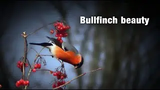 Bullfinch Beauty | Cinematic Winter Feeding Scene (Goudvink) #bullfinch #birds #nature