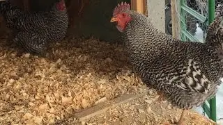 Raising Chickens:  Showing Chickens Some Love
