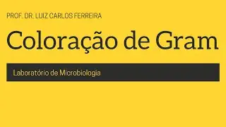 Coloração de Gram