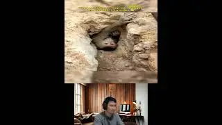 Amazing Animal Growth Journey #animals #funny #cute