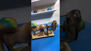 Bird Training:smart lovebird parrot l smart little cute parrot  #training#smartparrot#cute