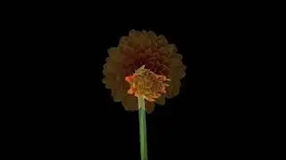 Relaxing Piano Music Growing Plants Space Time Lapse