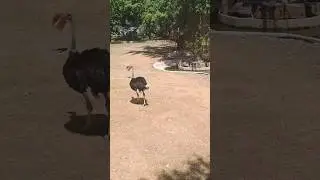 ostrich about to fly. got nervous next. called emergency. flight lessons. #viral #animal #shorts
