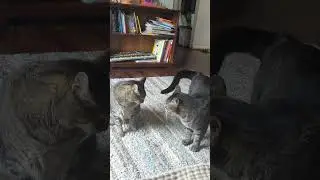 EPIC CAT BATTLE ⚔️