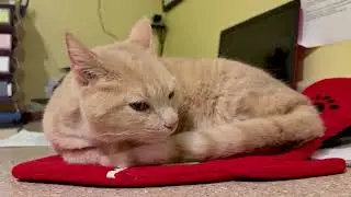 Video of adoptable pet named Donna