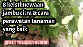 Tanaman buah buah jambu citra dan cara perawatan tanaman buah jambu citra
