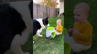 HILARIOUS: Baby Can't Stop Laughing at Smart Dog Playing Fetch with Ball Launcher!