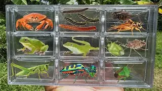 Catching insects in the garden got lizard Millipede, ladybug Crab Beetle frog stinkbug!