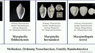 Mollusken, Ordnung Neuschnecken, Familie Randschnecken mollusca Marginella ringicula Dentimargo