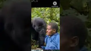 Chimpanzees attack 🦍 #monkey #shortvideo