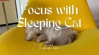 Silent Focus Hour – Cat Sleeping Beside You | 1 Hour Loop