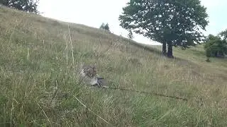 🐾🌻 My cat rolling in flowers like royalty