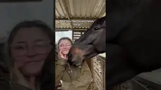 The bond with a clingy horse Unconditional love and attachment#ClingyHorse#AffectionateHorse