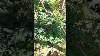 Removing Common Sowthistle