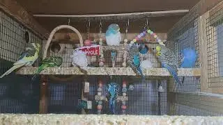Parrot baby moments