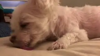 ASMR Lucky puppy dog licks blanket