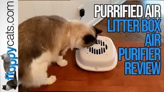 Best Air Purifier for Cat Litter: Purrified Air Cat Odor Filter Product Review