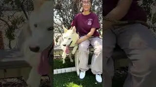 NEW A5676510 Lassie | Siberian Husky