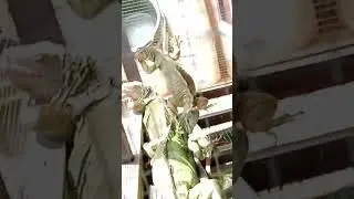 TERNAK IGUANA WARNA WARNI