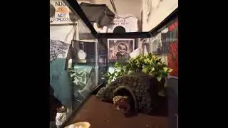 Leopard gecko happily eats multiple wax worms #shorts
