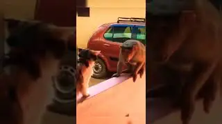 Cat vs monkey🦍 war👿🔥#funny🤣#video #fighting 👿😾#cat😺#shrot #subscribe👍🤣🤣🤣