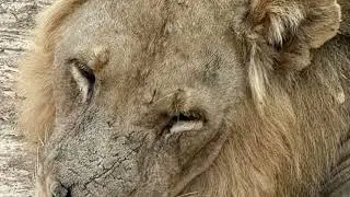 Lion Camp transfer August 12, 2025