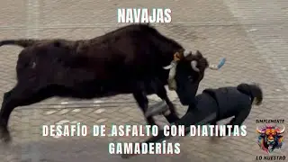 NAVAJAS DESAFÍO ASFALTO CON DISTINTAS GANADERÍAS‼️. MONTAÑESA 8 DE LA PALOMA 😍