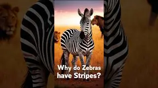 Why Do Zebras Have Stripes? The Science Behind Their Patterns!