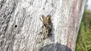 Choerades fulva, Gele Stamjager, Millingerwaard, GLD, the Netherlands, 12 Sept 2021