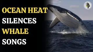 The Ocean&rsquo;s Voice Is Fading | Climate Change&rsquo;s Impact on Whales | WION Podcast