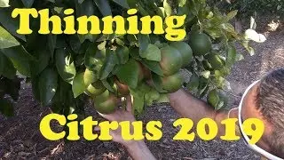 Thinning Citrus 2019