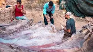 Experții au descoperit un schelet imens de dinozaur &icirc;n Portugalia