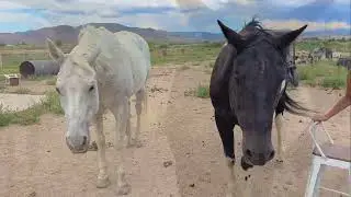 BAREFOOT HORSE RIDING: Childlike Energy Horses Remember