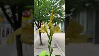 Danforth ave Toronto city #downtown #toronto #canada🇨🇦 #travel #torontolife #nature #flowers
