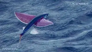 На какое расстояние могут планировать представители сем. Летучие рыбы (Flyingfishes) &mdash; Exocoetidae ?