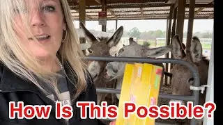 Meet “The Middles” - Watch Out, They Bite!
