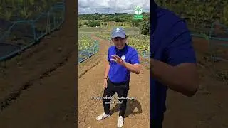 พีชปาล์มเอเซีย I 01การปลูกพีชปาล์มและการพัฒนาอสังหา