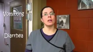 Parvo Virus & Your Dog
