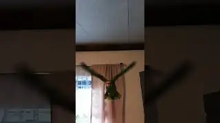 Parrot, amazoňan, žako, papou&scaron;ek, let, zpomalen&yacute;, fly