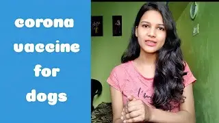 canine corona virus/ corona virus vaccine for dogs