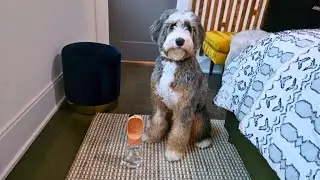 The Best Dog Travel Bottle? Full Review & Demo