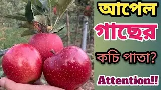 আপেল গাছের কচি পাতা আসলে যে সাবধানতা অবলম্বন করবেন।